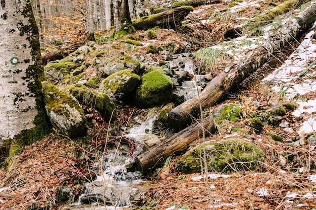 Le jet d'eau descend une colline dans le parc de biogradska gora monténégro