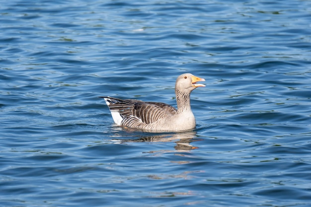 Jeu de canard