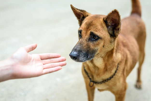 Jeu de main de femme avec chien brun