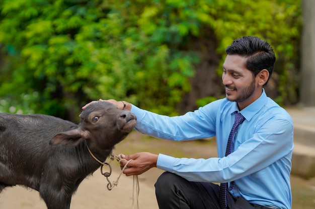 Jeune agent d'élevage indien ou banquier avec veau