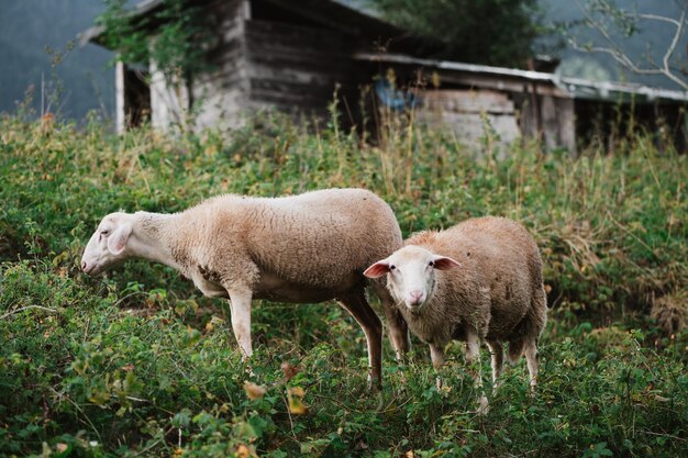 Jeune agneau à la ferme en Slovaquie, vérifiez une caméra, sur le pâturage