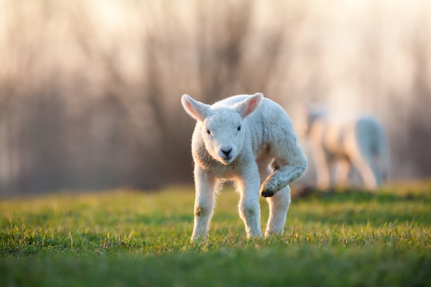 Jeune agneau