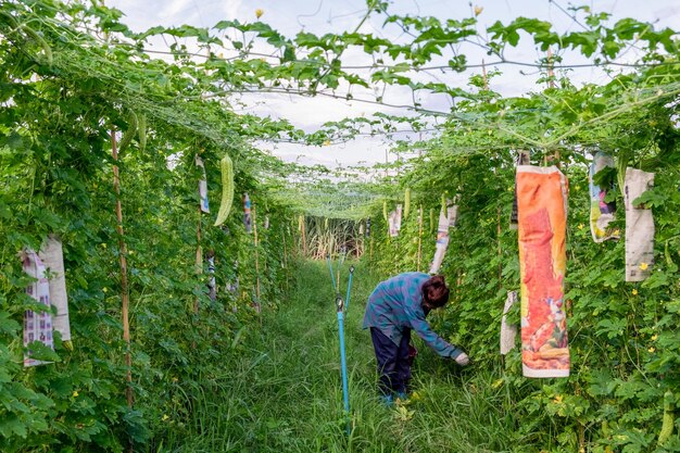 Jeune agriculteur asiatique récoltant la courge amère dans la plantation