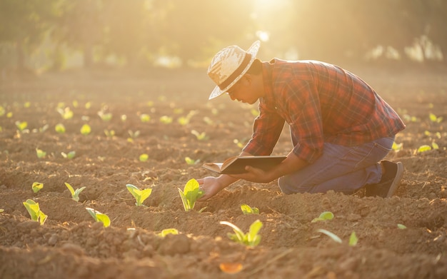 Jeune agriculteur asiatique travaillant dans le domaine du tabac