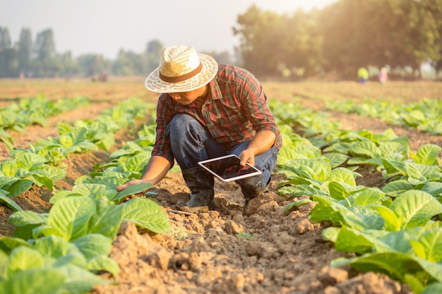 Jeune agriculteur asiatique travaillant dans le domaine