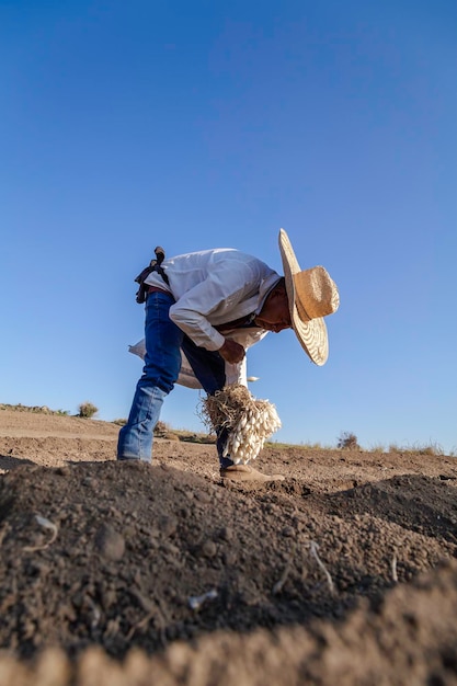 Jeune agriculteur cultivant des oignons dans un potager