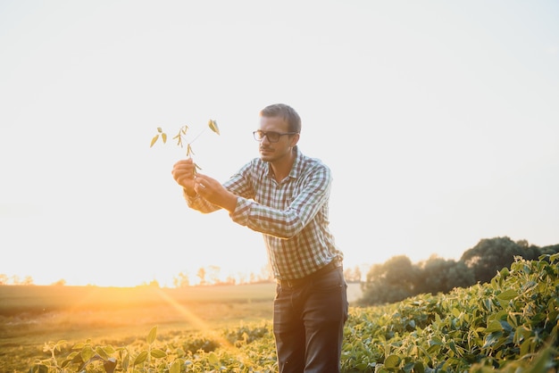 Jeune agriculteur dans les champs de soja