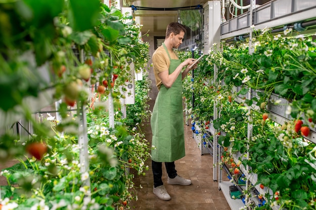 Jeune agriculteur dans un tablier vert regardant un étalage de fraises en croissance