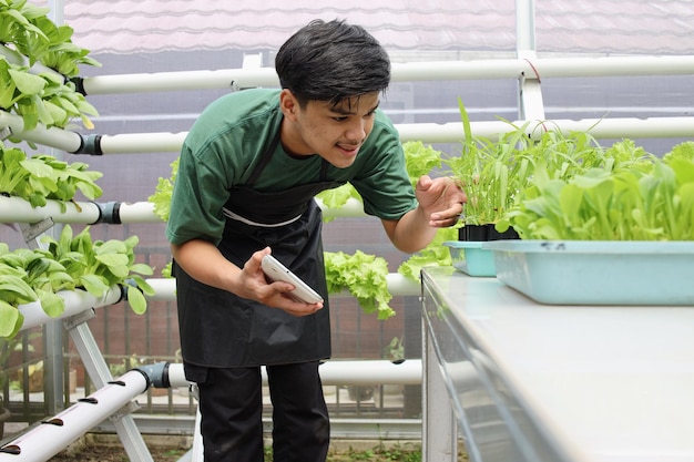 Jeune agriculteur enthousiaste observant la croissance hydroponique des légumes des semis tout en tenant un smartphone