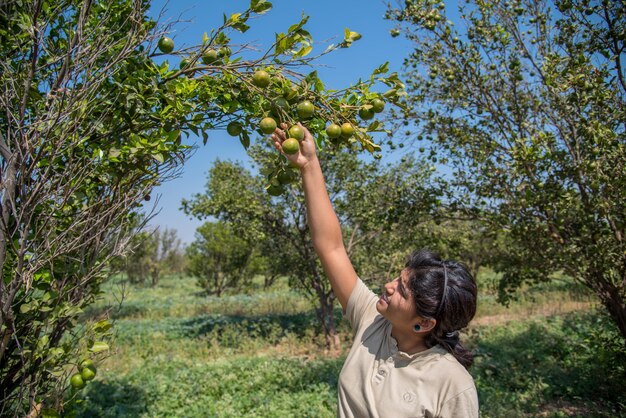 Jeune agriculteur fille tenant et examinant les oranges douces des arbres dans les mains.