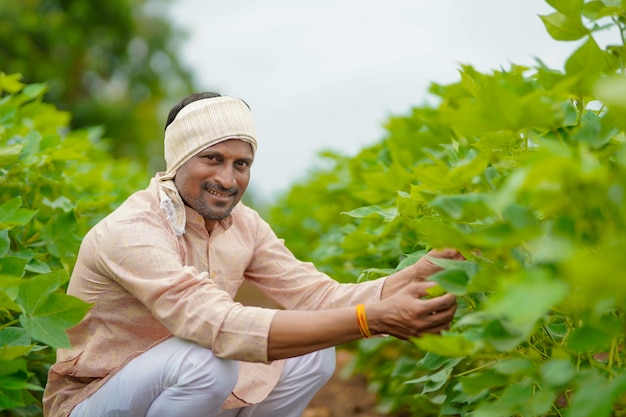 Jeune agriculteur indien au champ d'agriculture de coton vert.