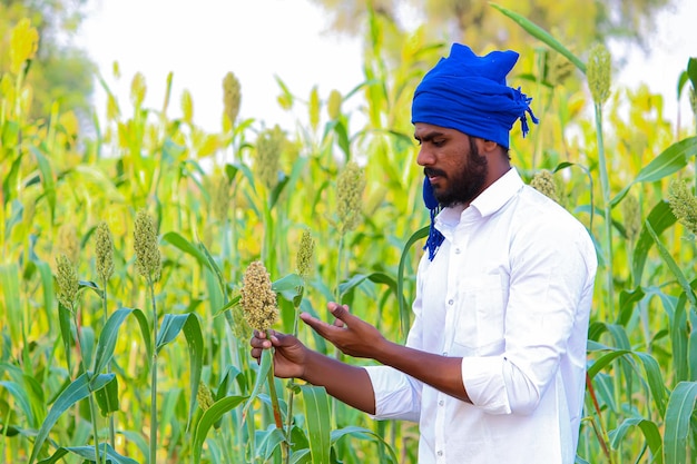 Jeune agriculteur indien au champ de sorgho