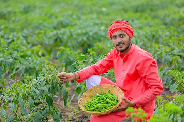 Jeune agriculteur indien la collecte de piment vert dans un bol en bois au champ frisquet vert