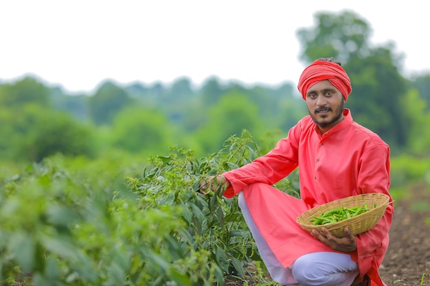 Jeune agriculteur indien la collecte de piment vert dans un bol en bois au champ frisquet vert