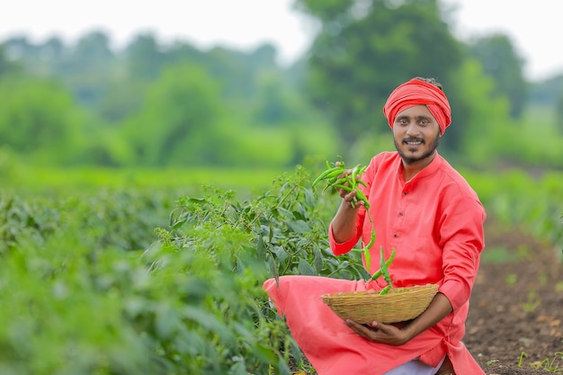 Jeune agriculteur indien la collecte de piment vert dans un bol en bois au champ frisquet vert