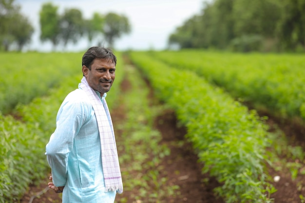 Jeune agriculteur indien debout dans le domaine de l'agriculture de pois d'Angole vert.