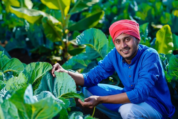 Jeune agriculteur indien regarde les terres agricoles, le champ de chou-fleur