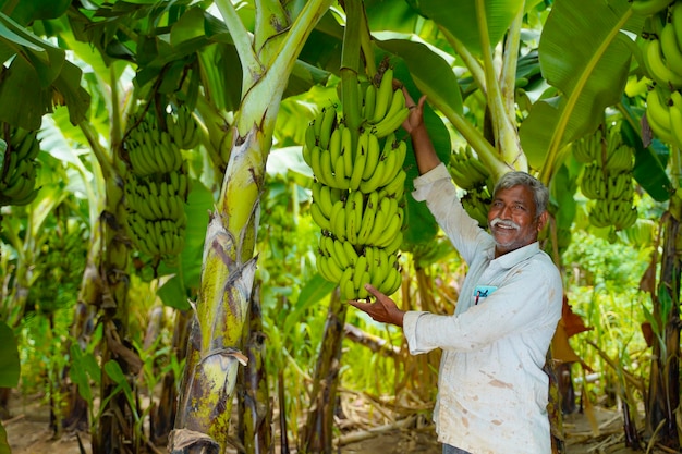 Jeune agriculteur indien sur le terrain de l'agriculture bananière.