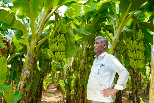 Jeune agriculteur indien sur le terrain de l'agriculture bananière.