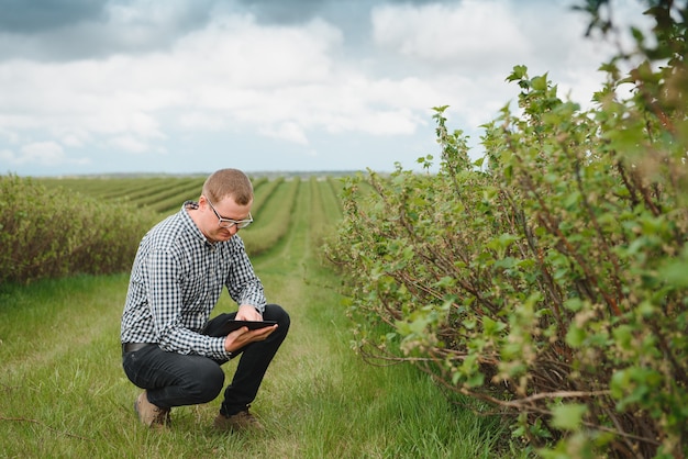 Jeune agriculteur inspecte le champ de cassis