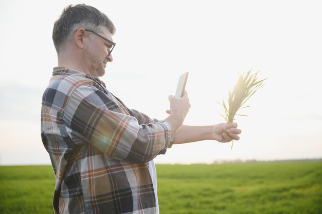Un jeune agriculteur inspecte la qualité des germes de blé sur le terrain Le concept d'agriculture