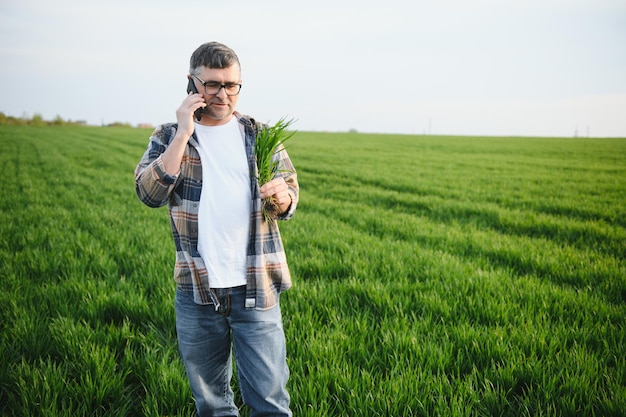 Un jeune agriculteur inspecte la qualité des germes de blé sur le terrain Le concept d'agriculture