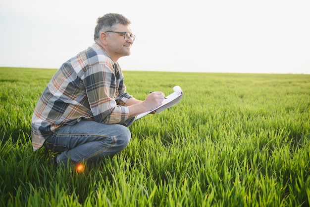 Un jeune agriculteur inspecte la qualité des germes de blé sur le terrain Le concept de l'agriculture