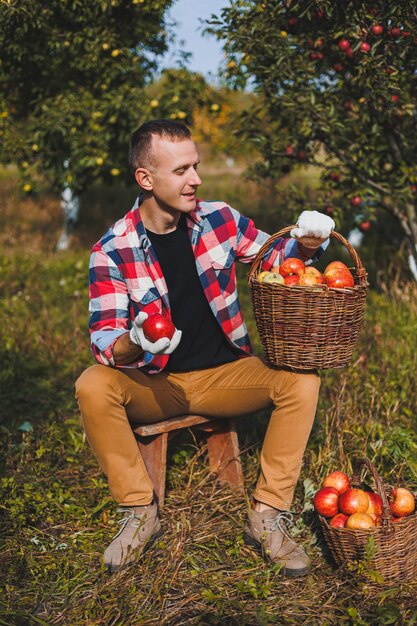 Jeune agriculteur ouvrier cueillant des pommes dans le verger du village pendant la récolte d'automne Heureux homme travaille dans le jardin récoltant des paniers avec des pommes