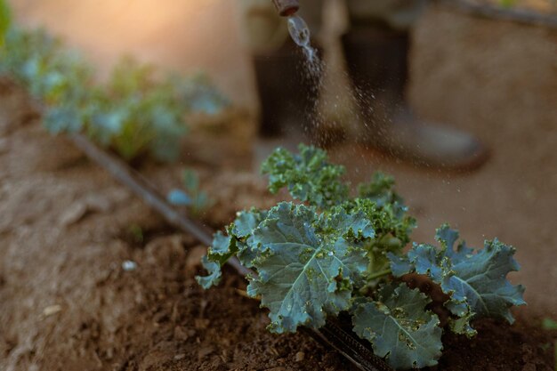 jeune agriculteur pulvérisant un pesticide chimique pour empêcher les cultures des ravageurs