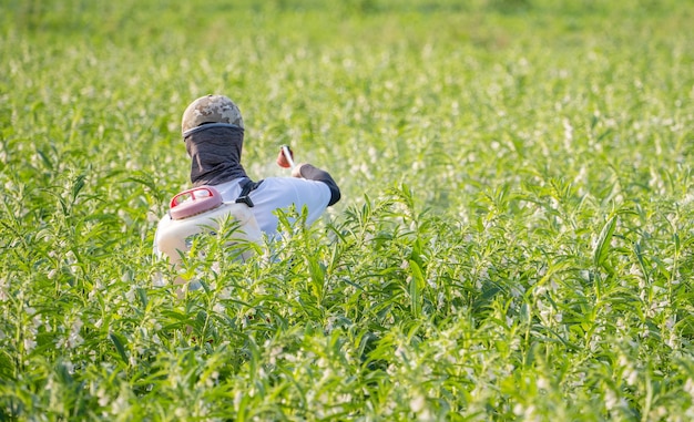 Un jeune agriculteur pulvérisant des pesticides (produits chimiques agricoles) sur son propre champ de sésame