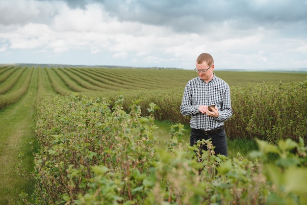 Jeune agriculteur avec une tablette sur un champ de cassis. Culture de fruits et de baies. L'agriculteur inspecte la récolte de cassis