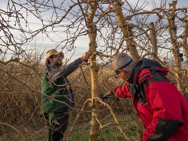 Jeune agriculteur taillant un arbre avec un chapeau de paille à l'aide d'un sécateur avec un agriculteur plus âgé