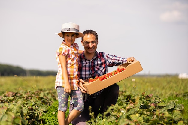 Jeune agriculteur travaillant dans le jardin, cueillant des fraises pour sa petite fille