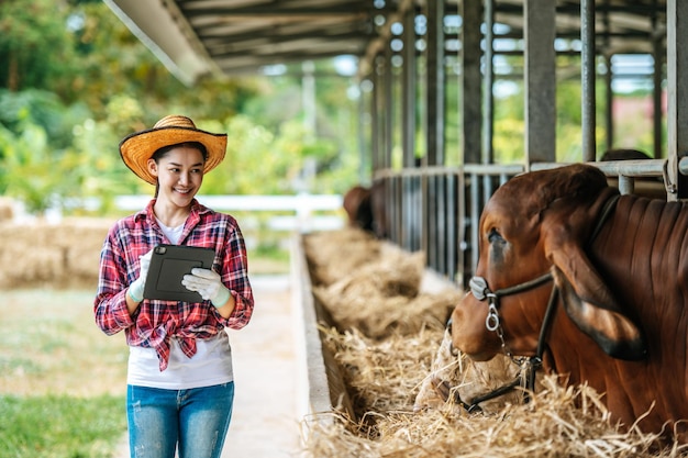 Jeune agricultrice asiatique avec ordinateur tablette et vaches dans une étable sur une ferme laitière Industrie agricole personnes agricoles technologie et concept d'élevage