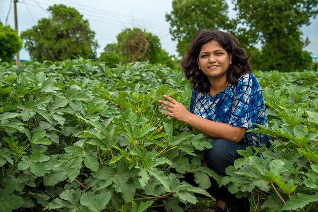 Jeune agricultrice indienne dans l'usine de gombo ou champ de ferme ladyfinger.