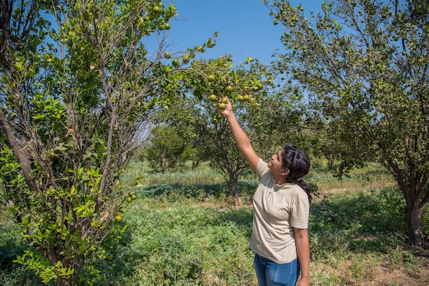 Jeune agricultrice tenant et examinant les oranges douces des arbres dans les mains.