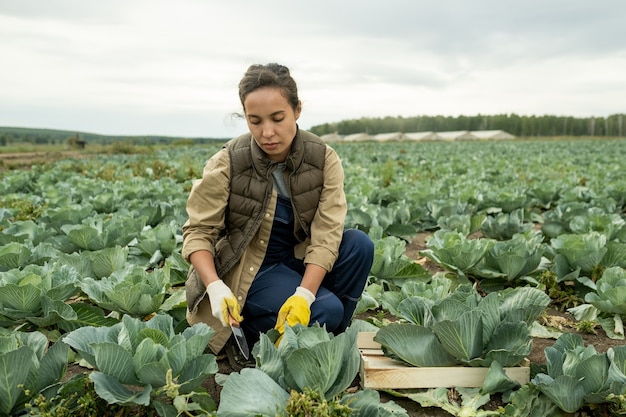 Jeune agricultrice va couper la tête de chou