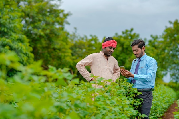 Jeune agronome ou banquier indien montrant des informations à un agriculteur sur un smartphone dans le domaine de l'agriculture.