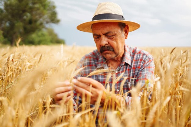 Jeune agronome dans un champ de céréales Agriculteur au chapeau de paille debout dans un champ de blé Culture céréalière