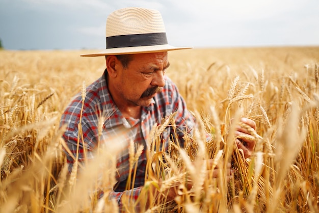 Jeune agronome dans un champ de céréales Agriculteur au chapeau de paille debout dans un champ de blé Culture céréalière