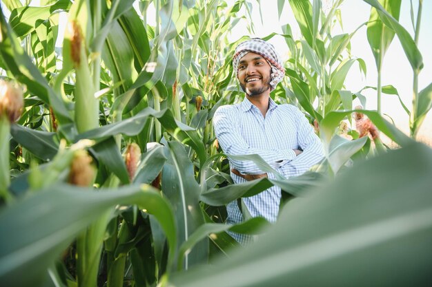 Jeune agronome indien au champ de maïs