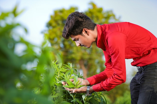 Jeune agronome indien champ d'analyse avec smartphone