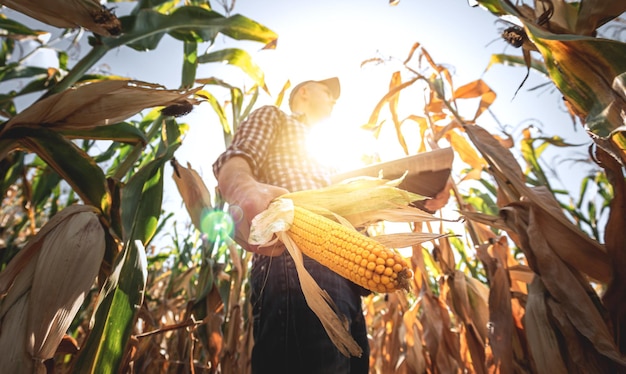 Un jeune agronome inspecte la qualité de la récolte de maïs sur les terres agricoles Fermier dans un champ de maïs par une chaude journée ensoleillée