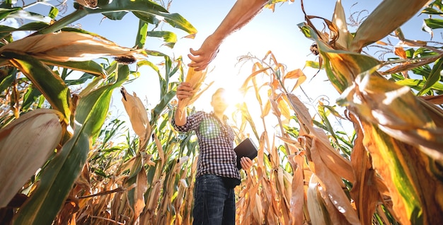 Un Jeune Agronome Inspecte La Qualité De La Récolte De Maïs Sur Les Terres Agricoles Fermier Dans Un Champ De Maïs Par Une Chaude Journée Ensoleillée