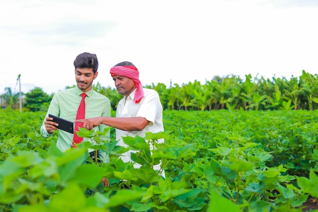 Jeune agronome avec l'inspection de l'agriculteur dans le champ de coton avec tablette