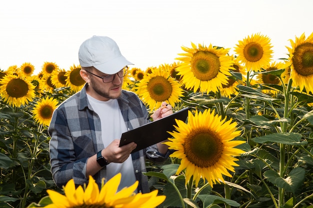 Jeune agronome travaillant dans le champ de tournesol