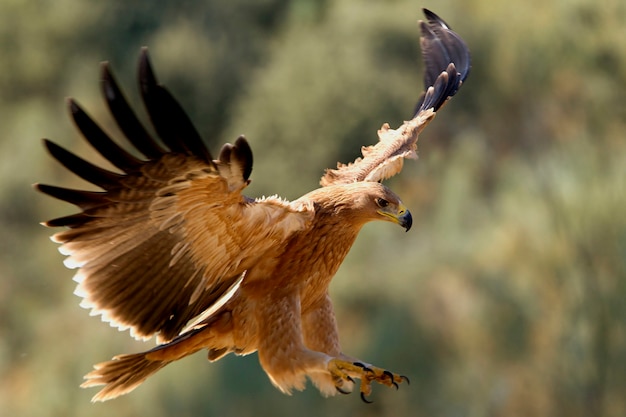 Jeune aigle impérial espagnol. Aquila adalberti