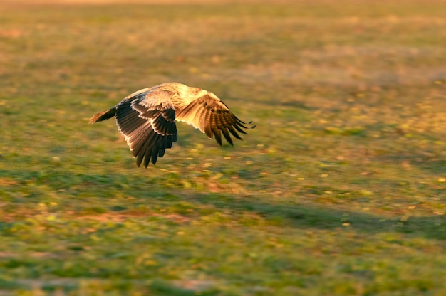 Photo jeune aigle impérial espagnol avec les lumières de l'aube d'une froide journée d'hiver