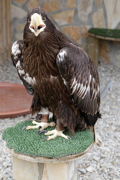 Jeune aigle de mer de Steller (Haliaeetus pelagicus)