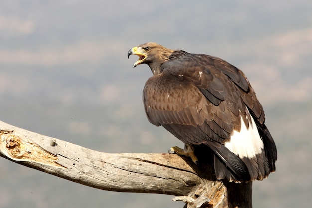 Jeune aigle royal, rapaces, oiseaux